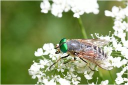 mouche yeux verts 2_209_1_1